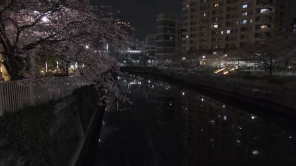 Tokyo Meguro River Cherry Blossom Night 2022 — Stock video