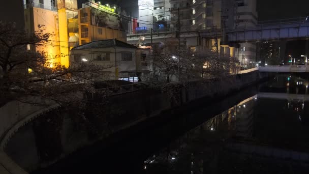 Tokyo Meguro River Cherry Blossom Night 2022 — Stock video