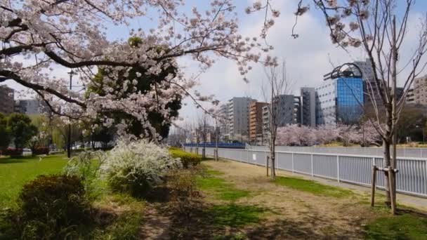 Tokio Flores Cerezo 2022 Primavera — Vídeo de stock