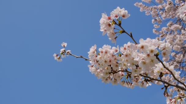 Tokyo Körsbär Blommar 2022 Vår — Stockvideo