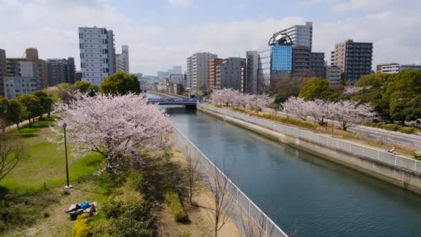 東京桜2022春 — ストック動画
