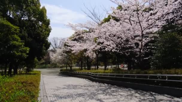 Tokio Flores Cerezo 2022 Primavera — Vídeos de Stock