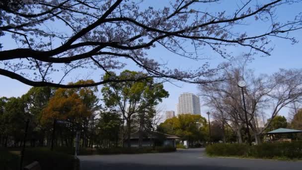 Tokios Kirschblüten Frühling 2022 — Stockvideo
