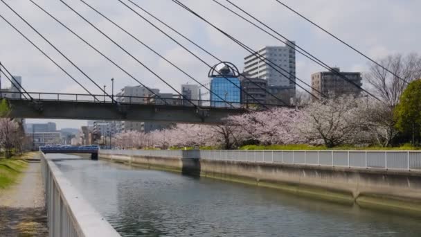 Tokio Flores Cerezo 2022 Primavera — Vídeo de stock