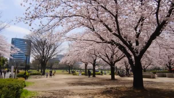 Tokyo Cherry Blossoms 2022 Spring — Stock Video