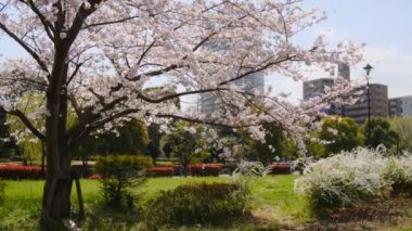 Tokyo Kiraz Çiçekleri 2022 İlkbahar