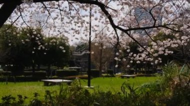 Tokyo Kiraz Çiçekleri 2022 İlkbahar