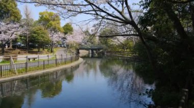 Tokyo Kiraz Çiçekleri 2022 İlkbahar