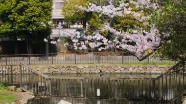 Tokyo Kiraz Çiçekleri 2022 İlkbahar