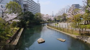 Tokyo Kiraz Çiçekleri 2022 İlkbahar