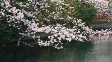 Tokyo Kiraz Çiçekleri 2022 İlkbahar