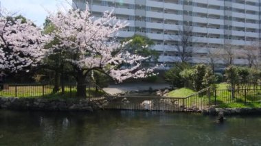 Tokyo Kiraz Çiçekleri 2022 İlkbahar