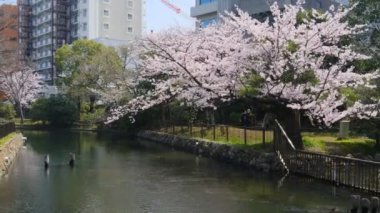 Tokyo Kiraz Çiçekleri 2022 İlkbahar