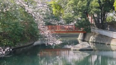 Tokyo Kiraz Çiçekleri 2022 İlkbahar