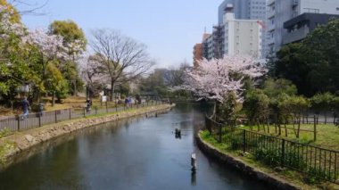 Tokyo Kiraz Çiçekleri 2022 İlkbahar