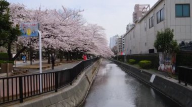 Tokyo Kiraz Çiçekleri 2022 İlkbahar