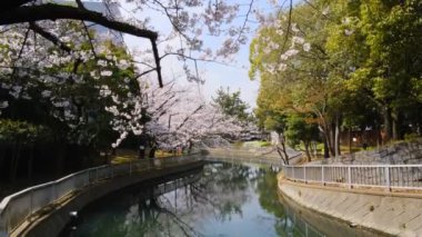 Tokyo Kiraz Çiçekleri 2022 İlkbahar