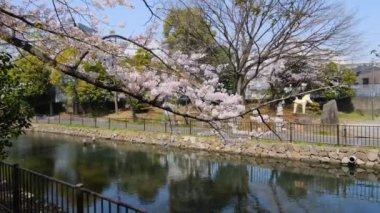 Tokyo Kiraz Çiçekleri 2022 İlkbahar