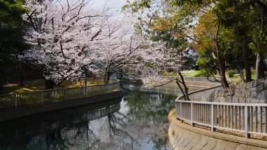 Tokyo Kiraz Çiçekleri 2022 İlkbahar