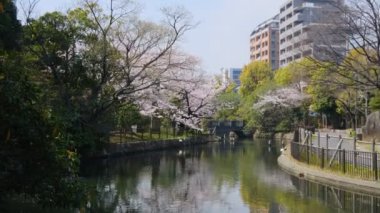 Tokyo Kiraz Çiçekleri 2022 İlkbahar