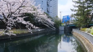 Tokyo Kiraz Çiçekleri 2022 İlkbahar