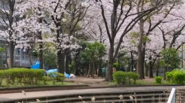 Tokyo Kiraz Çiçekleri 2022 İlkbahar
