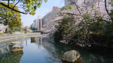 Tokyo Kiraz Çiçekleri 2022 İlkbahar