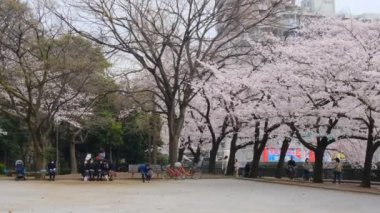 Tokyo Kiraz Çiçekleri 2022 İlkbahar