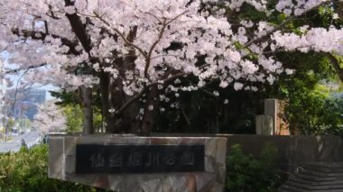 Tokyo Kiraz Çiçekleri 2022 İlkbahar