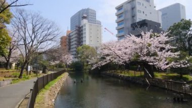 Tokyo Kiraz Çiçekleri 2022 İlkbahar