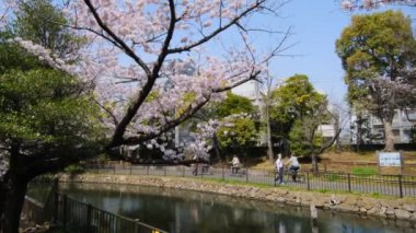 Tokyo Kiraz Çiçekleri 2022 İlkbahar