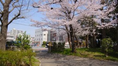 Tokyo Kiraz Çiçekleri 2022 İlkbahar