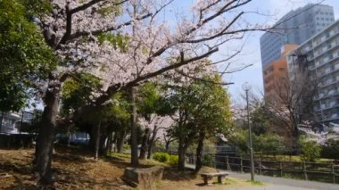 Tokyo Kiraz Çiçekleri 2022 İlkbahar