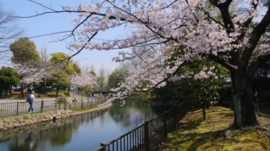 Tokyo Kiraz Çiçekleri 2022 İlkbahar