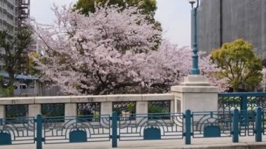 Tokyo Kiraz Çiçekleri 2022 İlkbahar