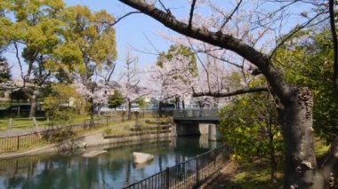 Tokyo Kiraz Çiçekleri 2022 İlkbahar