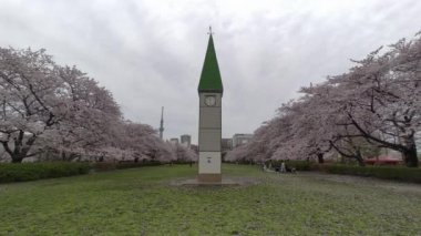 Tokyo Kiraz Çiçekleri 2022 İlkbahar