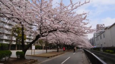Tokyo Kiraz Çiçekleri 2022 İlkbahar