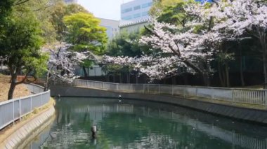 Tokyo Kiraz Çiçekleri 2022 İlkbahar