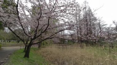 Tokyo Kiraz Çiçekleri 2022 İlkbahar