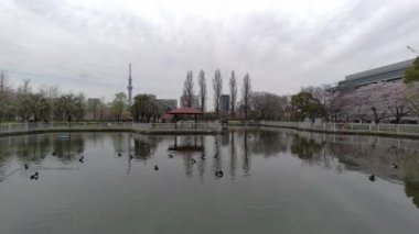 Tokyo Kiraz Çiçekleri 2022 İlkbahar