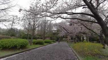 Tokyo Kiraz Çiçekleri 2022 İlkbahar