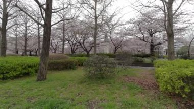 Tokyo Kiraz Çiçekleri 2022 İlkbahar