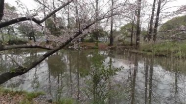 Tokyo Kiraz Çiçekleri 2022 İlkbahar