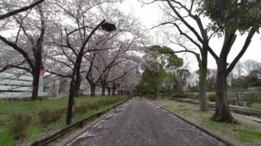 Tokyo Kiraz Çiçekleri 2022 İlkbahar