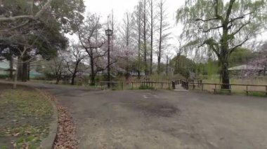 Tokyo Kiraz Çiçekleri 2022 İlkbahar