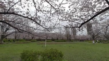 Tokyo Kiraz Çiçekleri 2022 İlkbahar