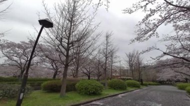 Tokyo Kiraz Çiçekleri 2022 İlkbahar