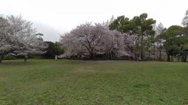 Tokyo Kiraz Çiçekleri 2022 İlkbahar