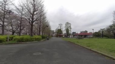 Tokyo Kiraz Çiçekleri 2022 İlkbahar